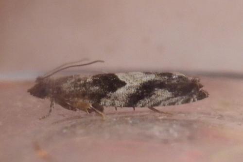 Réf. 238 865 : Epinotia sp.